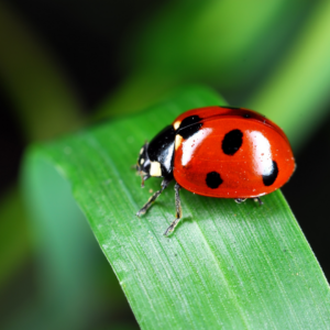 Ladybug Week Activity Plan